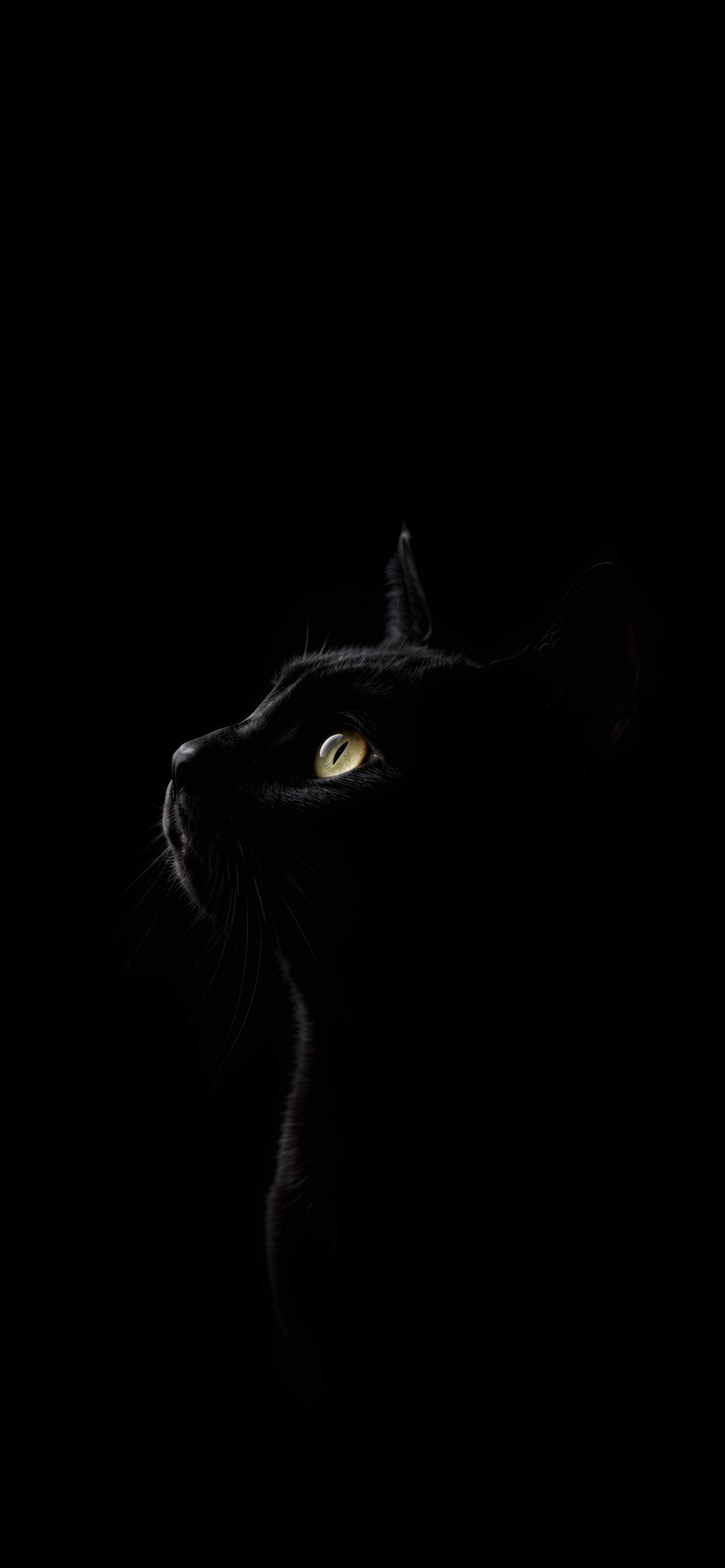 Black Cat
