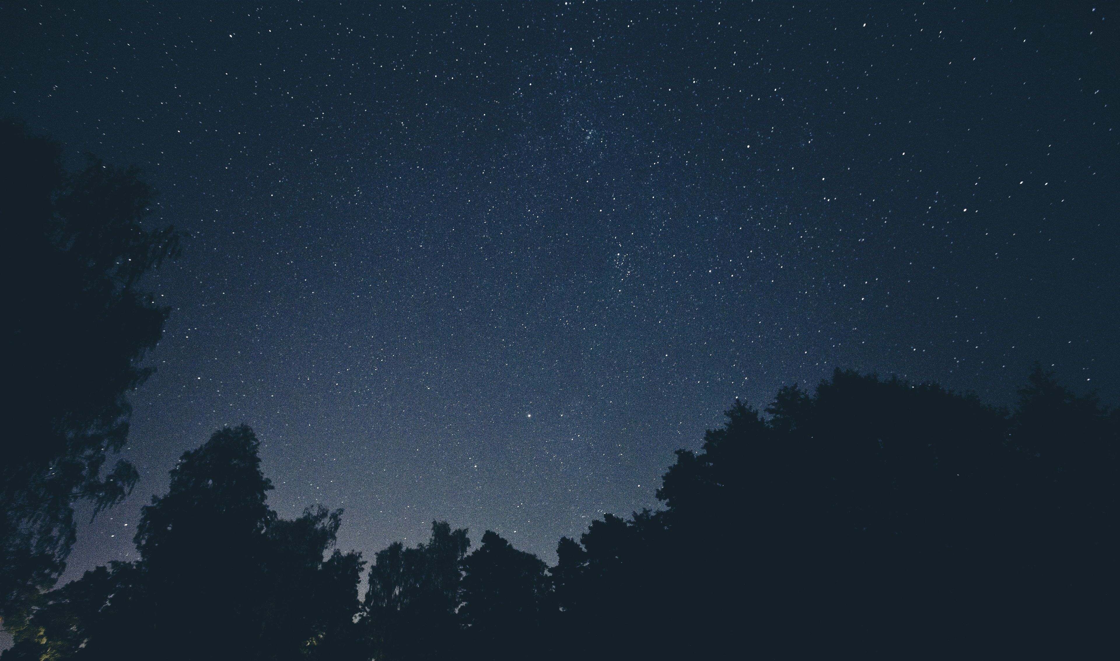 Forest Night Sky