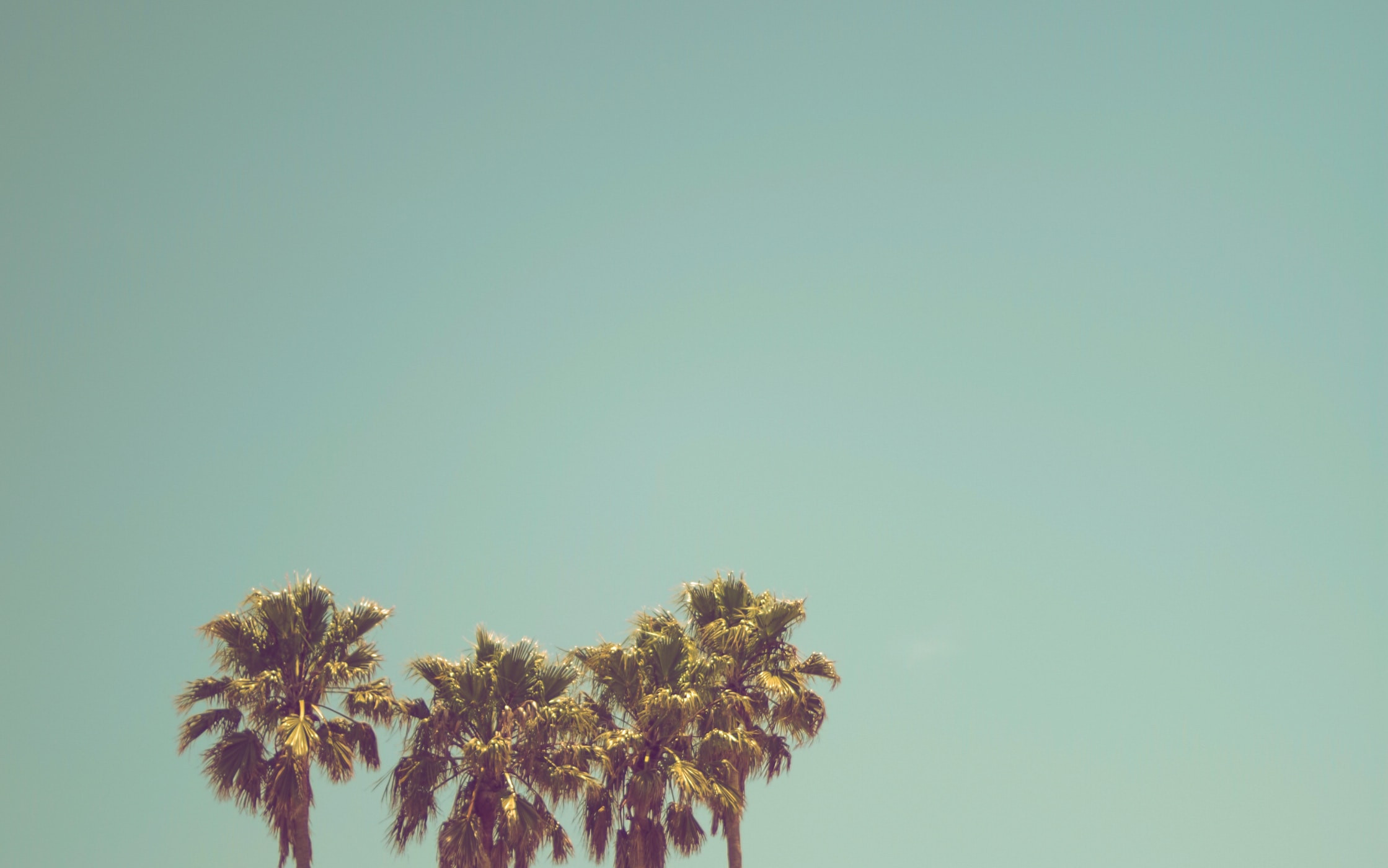 Retro Palms